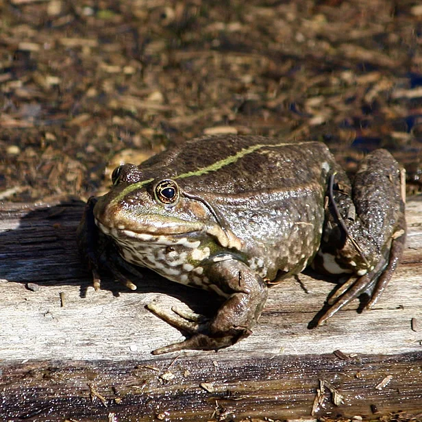 Powdermill Wildlife 2